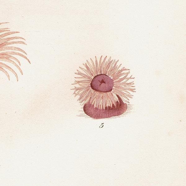 海洋生物 Spawn of sepiola イギリス アンティークプリント 博物