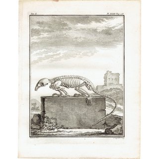 スケルトン 動物の骨格 フランスの博物学者Buffon アンティークプリント 博物画  0071