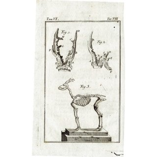 スケルトン Deer(鹿)の骨格 フランスの博物学者Buffon アンティークプリント  0072