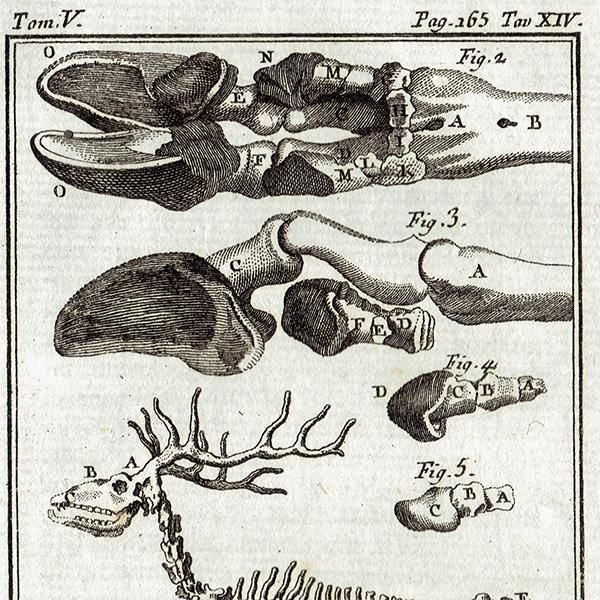 スケルトン Deer(鹿)の骨格 フランスの博物学者Buffon