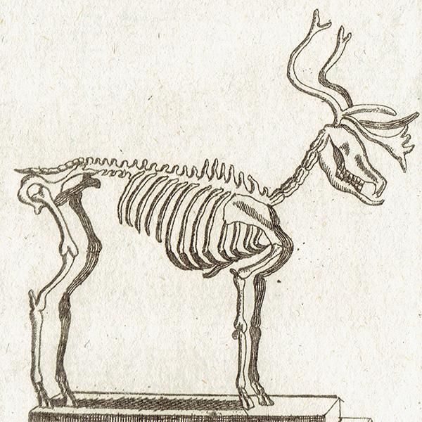 スケルトン Deer 鹿 の骨格 フランスの博物学者buffon アンティークプリント 0074 アンティーク ヴィンテージの古いプリント 紙もの専門店 Comfy Design