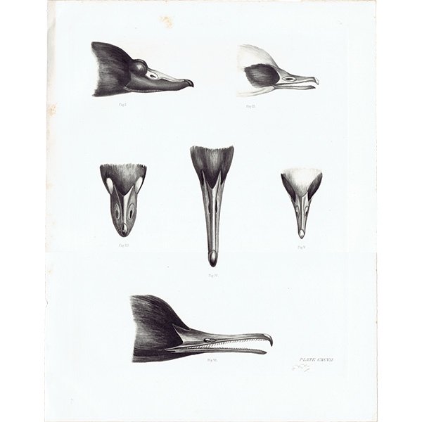 鳥 くちばし 鳥類学 イギリス アンティークプリント 博物画 標本画 HELIOGRAPHY ヘリオグラフィ 0076