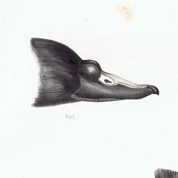 鳥 くちばし 鳥類学 イギリス アンティークプリント 博物画 標本