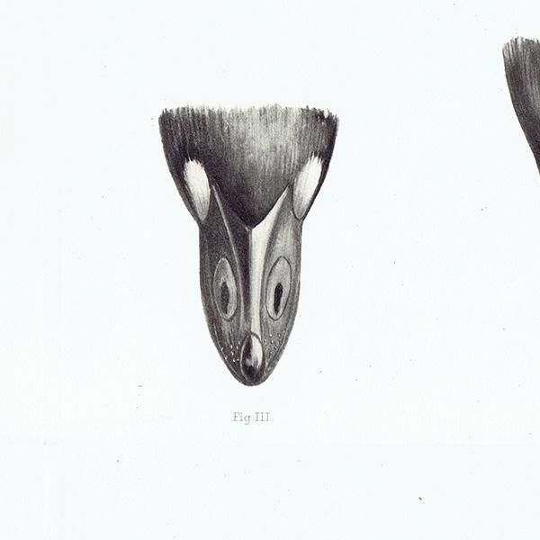 鳥 くちばし 鳥類学 イギリス アンティークプリント 博物画 標本