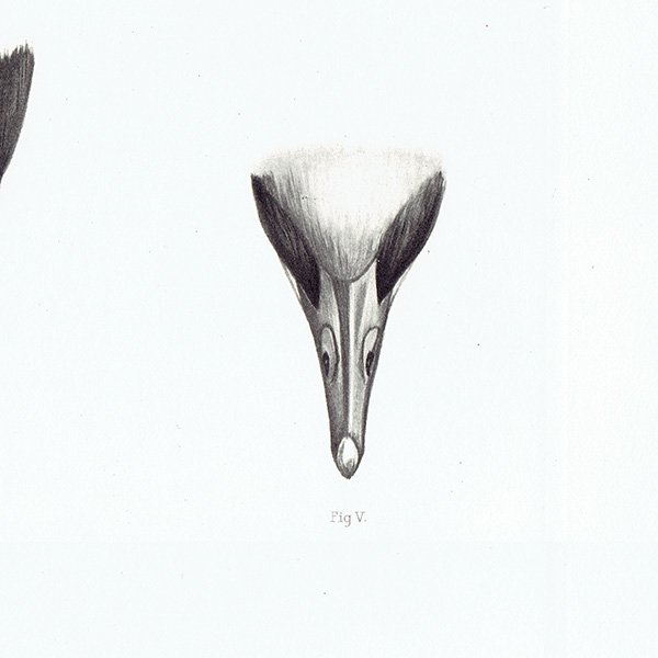 鳥 くちばし 鳥類学 イギリス アンティークプリント 博物画 標本画 HELIOGRAPHY ヘリオグラフィ 0076