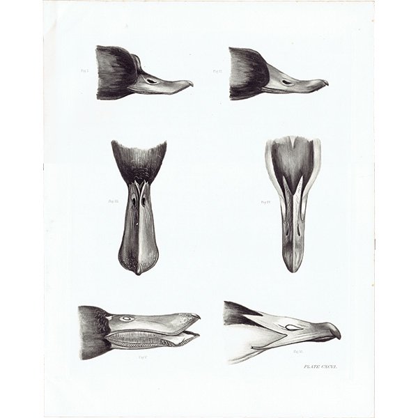 鳥 くちばし 鳥類学 イギリス アンティークプリント 博物画 標本画