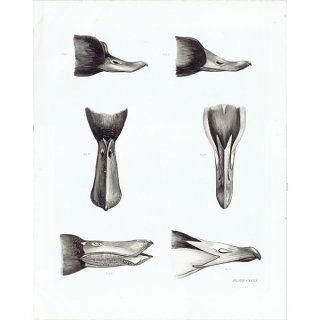 鳥 くちばし 鳥類学 イギリス アンティークプリント 博物画 標本画 HELIOGRAPHY ヘリオグラフィ  0077
