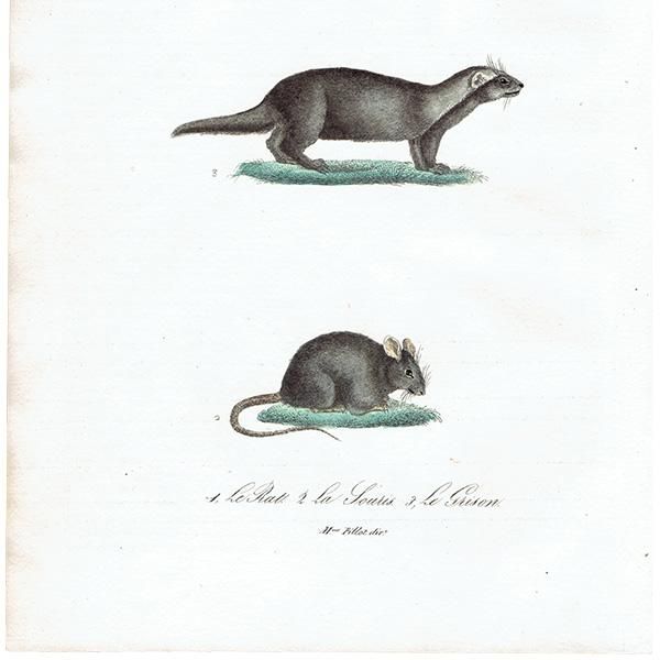 ͤ ƥץ (Rat/Souris/GrisonMme. Pillot) 1837ǯ 0079