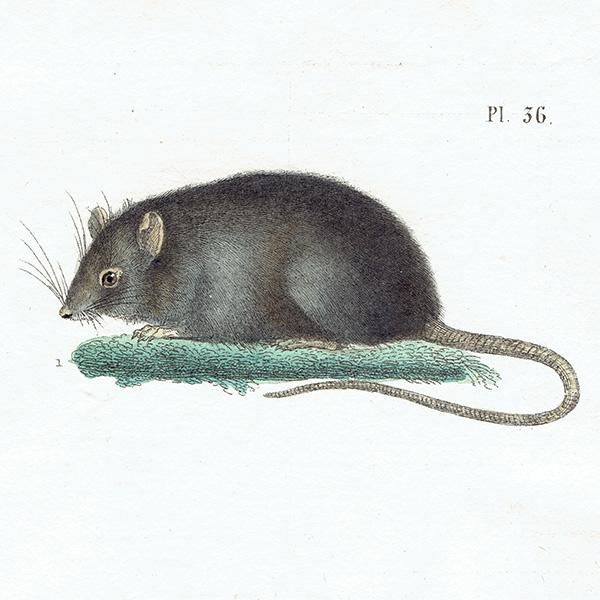 ͤ ƥץ (Rat/Souris/GrisonMme. Pillot) 1837ǯ 0079