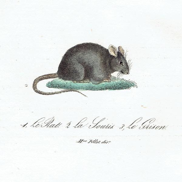 ͤ ƥץ (Rat/Souris/GrisonMme. Pillot) 1837ǯ 0079