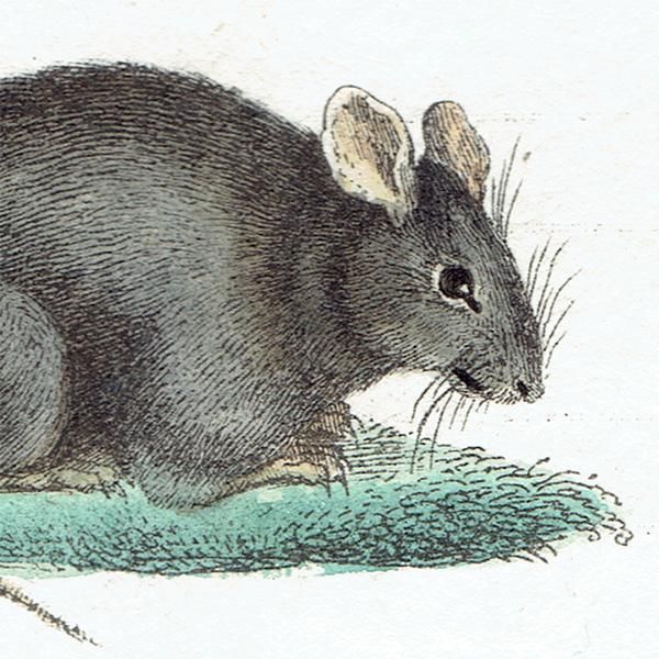 ͤ ƥץ (Rat/Souris/GrisonMme. Pillot) 1837ǯ 0079