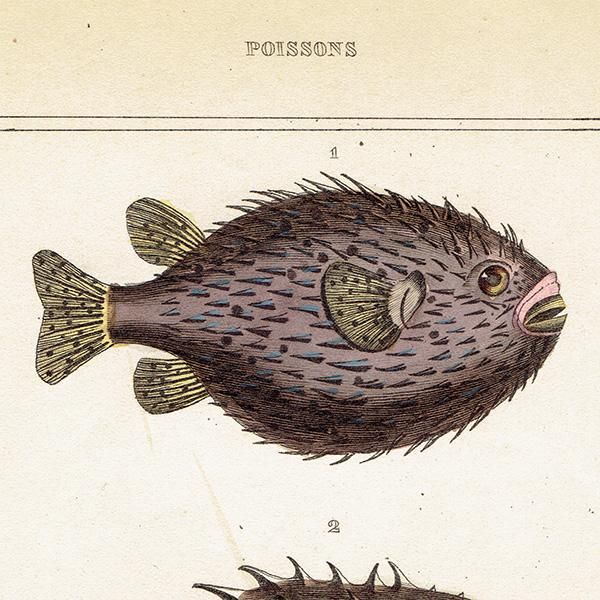 ե󥹥ƥץ (POISSONS/DIODON/ե) ʪ ʪ0010