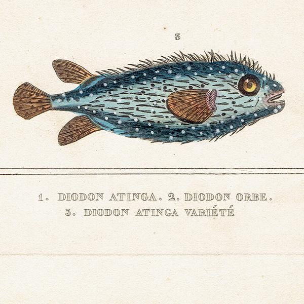 ե󥹥ƥץ (POISSONS/DIODON/ե) ʪ ʪ0010