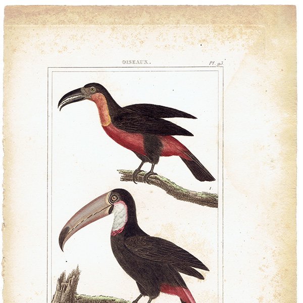 ϥ ƥץ (ȡ toucanBuffon) 1825ǯ 0080