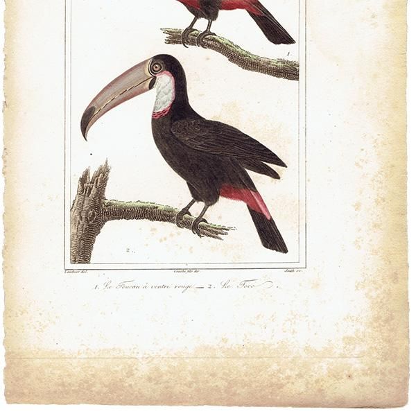 ϥ ƥץ (ȡ toucanBuffon) 1825ǯ 0080