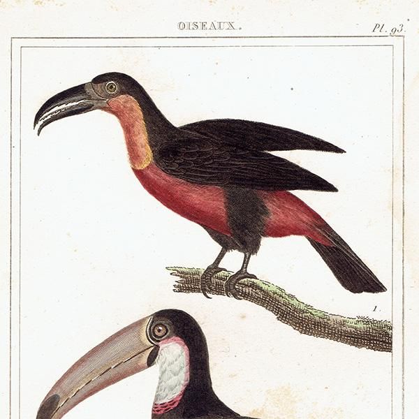 ϥ ƥץ (ȡ toucanBuffon) 1825ǯ 0080