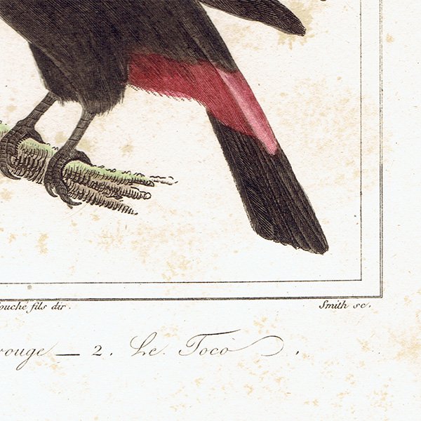 ϥ ƥץ (ȡ toucanBuffon) 1825ǯ 0080