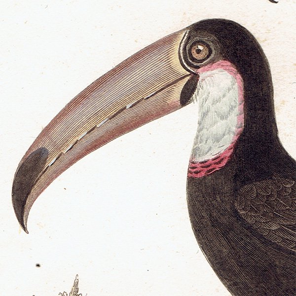 ϥ ƥץ (ȡ toucanBuffon) 1825ǯ 0080