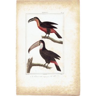 オオハシ アンティークプリント (トーカン toucan：Buffon) 1825年 0080