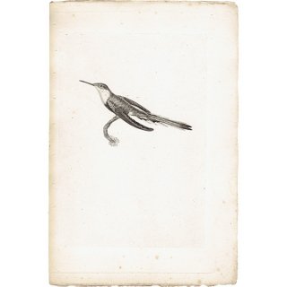ハチドリ （ハミングバード）フランス アンティークプリント 博物画 標本画 1835年 0082