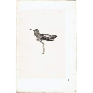 ハチドリ（ハミングバード）アンティークプリント 1835年 0084