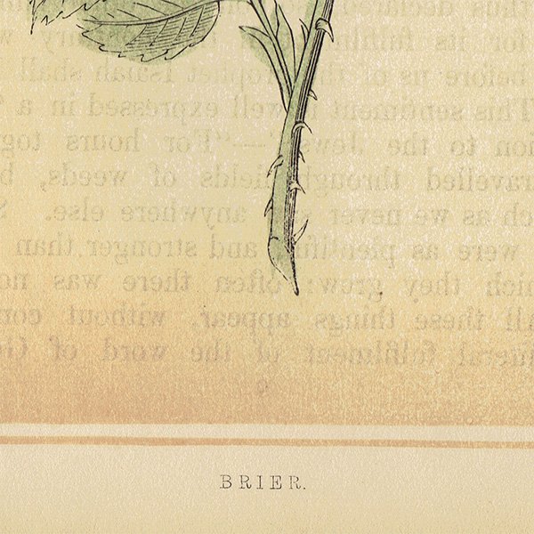 ꥹ ܥ˥ץ/ʪ BRIER ˥ʥХ by Rev F. O. Morris(1856) 0131