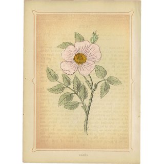 イギリス ボタニカルプリント/植物画 BRIER カニナバラ by Rev F. O. Morris(1856) 0131
