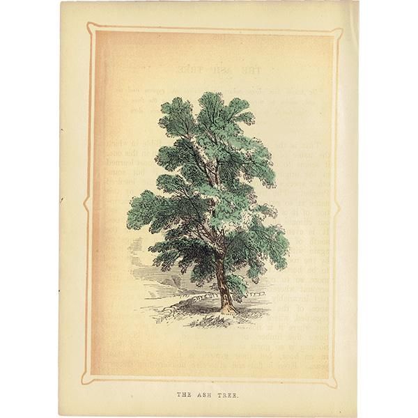 ꥹ ܥ˥ץ/ʪ THE ASH TREE ȥͥꥳ by Rev F. O. Morris(1856) 0132