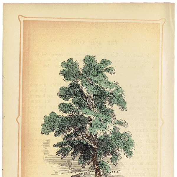 ꥹ ܥ˥ץ/ʪ THE ASH TREE ȥͥꥳ by Rev F. O. Morris(1856) 0132