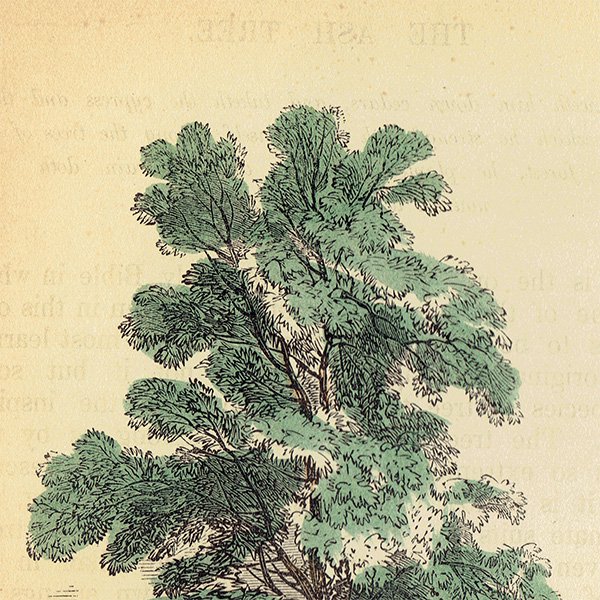 ꥹ ܥ˥ץ/ʪ THE ASH TREE ȥͥꥳ by Rev F. O. Morris(1856) 0132