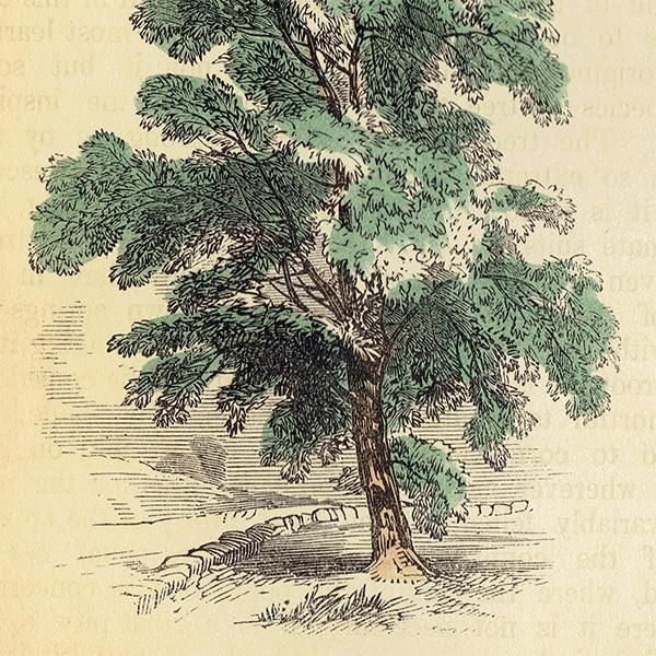 ꥹ ܥ˥ץ/ʪ THE ASH TREE ȥͥꥳ by Rev F. O. Morris(1856) 0132