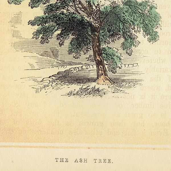 イギリス ボタニカルプリント/植物画 THE ASH TREE トネリコ by