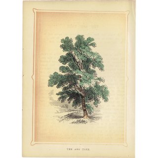 ꥹ ܥ˥ץ/ʪ THE ASH TREE ȥͥꥳ by Rev F. O. Morris(1856) 0132