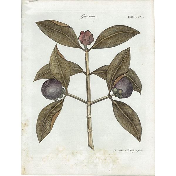 ꥹ ƥ ܥ˥륢/ʪ Garcinia(륷˥) ,1797ǯ Andrew Bell (1726-1809) 0134