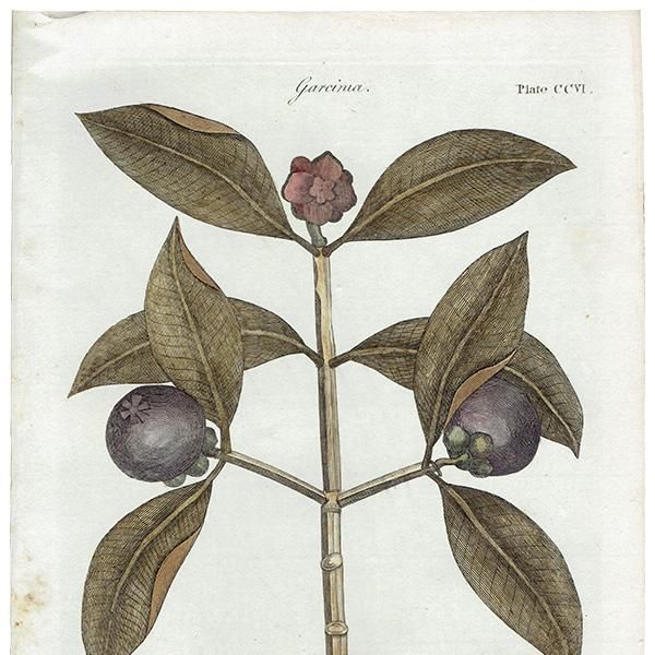 ꥹ ƥ ܥ˥륢/ʪ Garcinia(륷˥) ,1797ǯ Andrew Bell (1726-1809) 0134