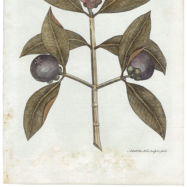 ꥹ ƥ ܥ˥륢/ʪ Garcinia(륷˥) ,1797ǯ Andrew Bell (1726-1809) 0134