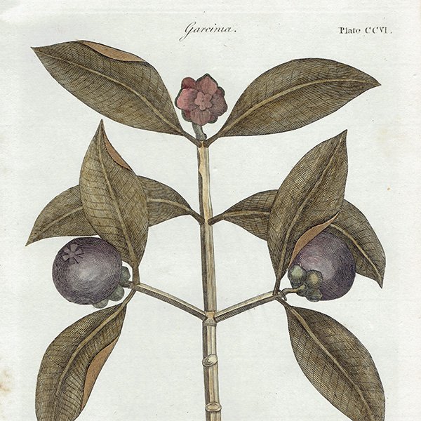 ꥹ ƥ ܥ˥륢/ʪ Garcinia(륷˥) ,1797ǯ Andrew Bell (1726-1809) 0134