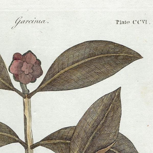 ꥹ ƥ ܥ˥륢/ʪ Garcinia(륷˥) ,1797ǯ Andrew Bell (1726-1809) 0134