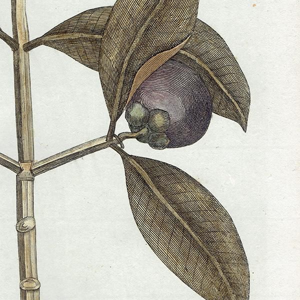 ꥹ ƥ ܥ˥륢/ʪ Garcinia(륷˥) ,1797ǯ Andrew Bell (1726-1809) 0134