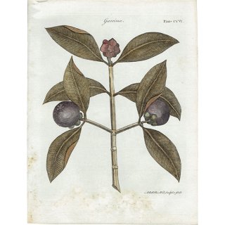 イギリス アンティーク ボタニカルアート/植物画 Garcinia(ガルシニア) ,1797年 Andrew Bell (1726-1809) 0134