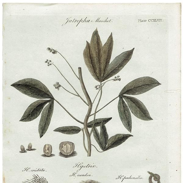 ꥹ ܥ˥ץ/ʪ Jatropha manihot(å) ,1797 Andrew Bell (1726-1809) 0135