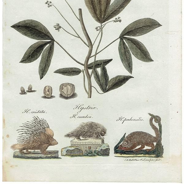 ꥹ ܥ˥ץ/ʪ Jatropha manihot(å) ,1797 Andrew Bell (1726-1809) 0135