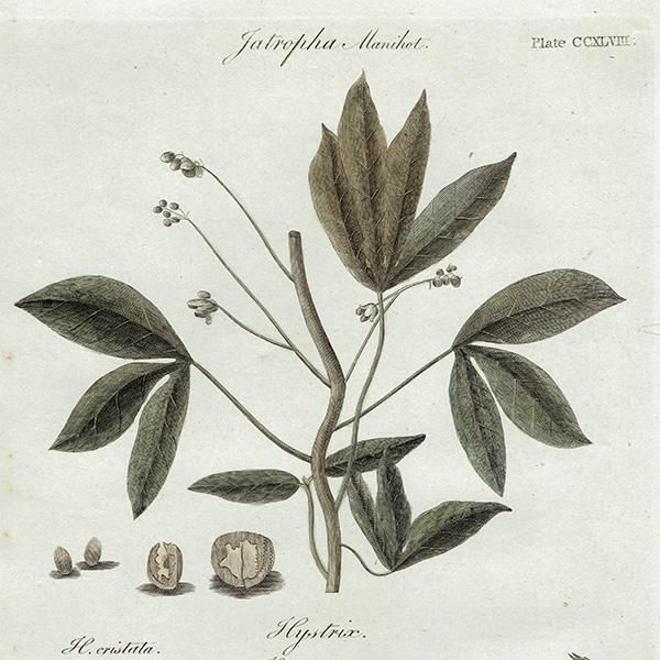 ꥹ ܥ˥ץ/ʪ Jatropha manihot(å) ,1797 Andrew Bell (1726-1809) 0135