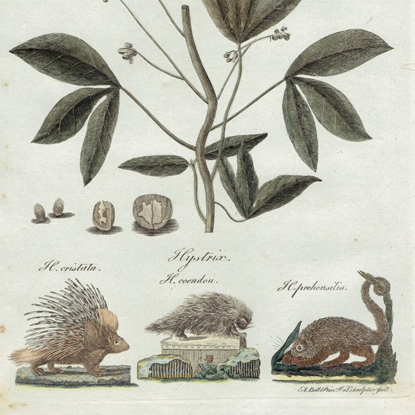 ꥹ ܥ˥ץ/ʪ Jatropha manihot(å) ,1797 Andrew Bell (1726-1809) 0135