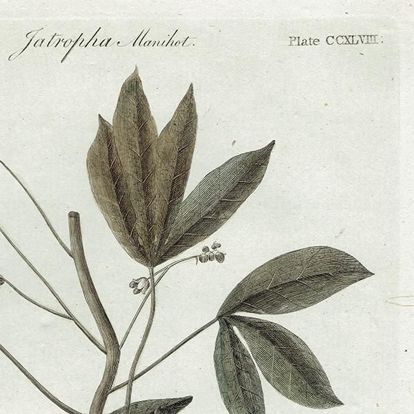 ꥹ ܥ˥ץ/ʪ Jatropha manihot(å) ,1797 Andrew Bell (1726-1809) 0135