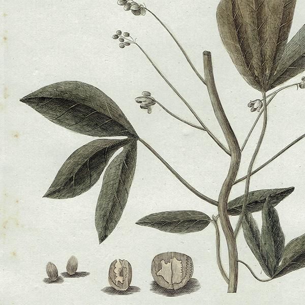 ꥹ ܥ˥ץ/ʪ Jatropha manihot(å) ,1797 Andrew Bell (1726-1809) 0135