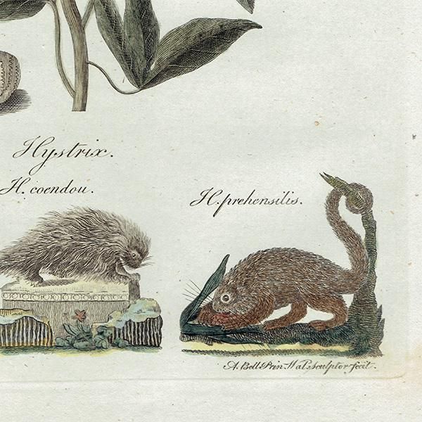 ꥹ ܥ˥ץ/ʪ Jatropha manihot(å) ,1797 Andrew Bell (1726-1809) 0135