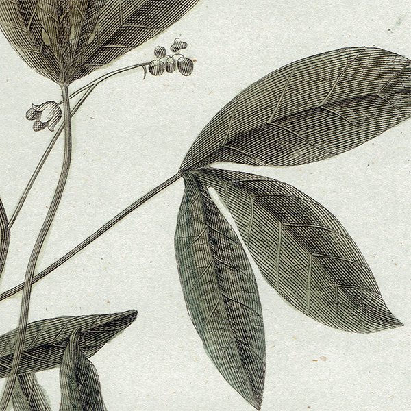 ꥹ ܥ˥ץ/ʪ Jatropha manihot(å) ,1797 Andrew Bell (1726-1809) 0135