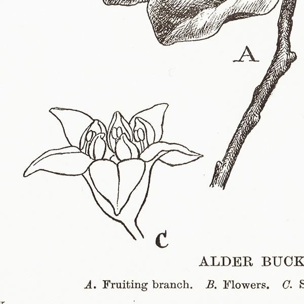 ꥹ ܥ˥ץ/ɥ/ALDER BUCKTHORN 0142