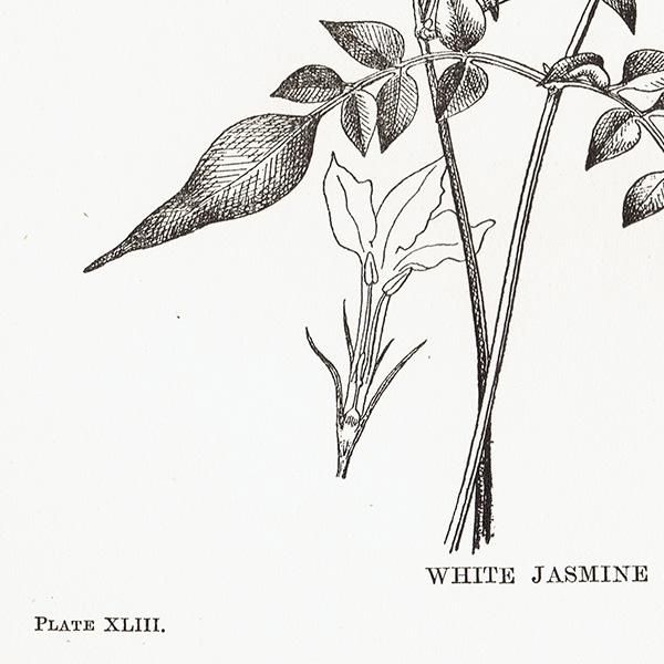 ꥹ ܥ˥ץ/㥹ߥ/WHITE JASMIN 0143